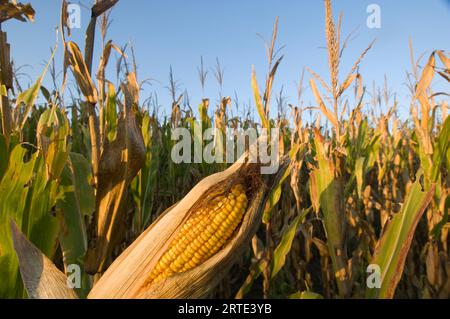 Campo di mais al momento della raccolta; Bennet, Nebraska, Stati Uniti d’America Foto Stock