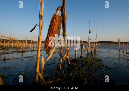 Campo di mais allagato in Kansas, Stati Uniti d'America; Bonner Springs, Kansas, Stati Uniti d'America Foto Stock