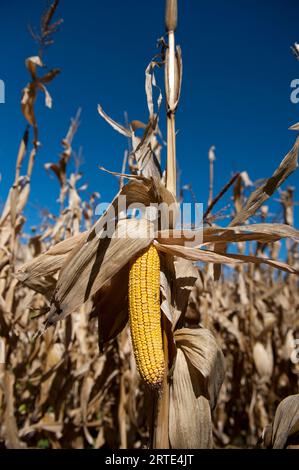 Primo piano di una spiga di mais essiccata nel mezzo di un campo in Nebraska, Stati Uniti d'America; Valparaiso, Nebraska, Stati Uniti d'America Foto Stock