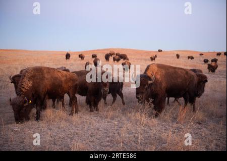 Mandria di bisonte (Bison bison) in un ranch vicino a Valentine, Nebraska, USA; Valentine, Nebraska, Stati Uniti d'America Foto Stock