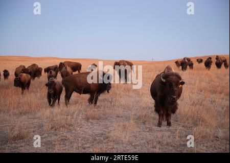 Herd of Bison (Bison bison) che vagano per un ranch; Valentine, Nebraska, Stati Uniti d'America Foto Stock