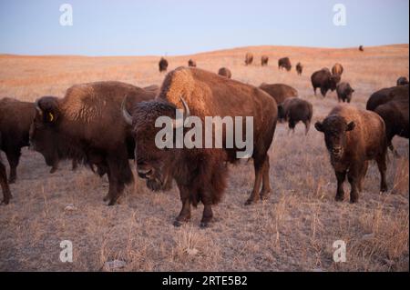 Mandria di bisonte (Bison bison) in un ranch vicino a Valentine, Nebraska, USA; Valentine, Nebraska, Stati Uniti d'America Foto Stock