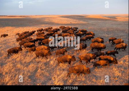 Herd of Bison (Bison bison) che vagano in un ranch al crepuscolo; Valentine, Nebraska, Stati Uniti d'America Foto Stock