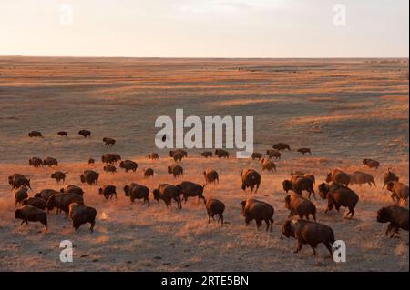 Herd of Bison (Bison bison) che vagano in un ranch al tramonto; Valentine, Nebraska, Stati Uniti d'America Foto Stock