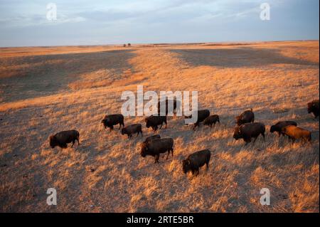 Herd of Bison (Bison bison) che vagano in un ranch al tramonto; Valentine, Nebraska, Stati Uniti d'America Foto Stock