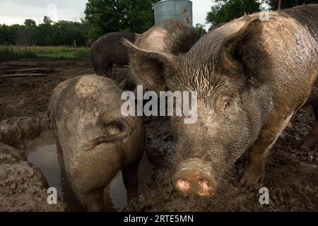 Suini allevati con metodi biologici nel fango di un’azienda agricola nei pressi di Palmyra, Nebraska, USA; Palmyra, Nebraska, Stati Uniti d'America Foto Stock