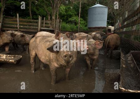 Suini allevati con metodi biologici nel fango di un’azienda agricola nei pressi di Palmyra, Nebraska, USA; Palmyra, Nebraska, Stati Uniti d'America Foto Stock