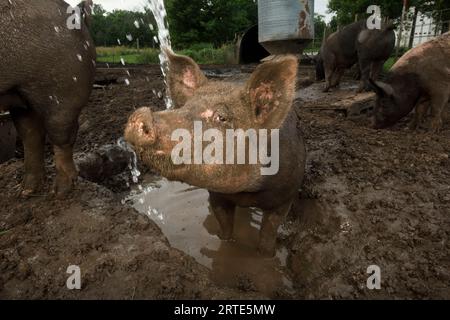 Suini allevati con metodi biologici nel fango di un’azienda agricola nei pressi di Palmyra, Nebraska, USA; Palmyra, Nebraska, Stati Uniti d'America Foto Stock