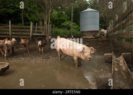 Suini allevati con metodi biologici nel fango di un’azienda agricola nei pressi di Palmyra, Nebraska, USA; Palmyra, Nebraska, Stati Uniti d'America Foto Stock