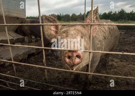 Suini allevati con metodi biologici in un'azienda vicino a Palmyra, Nebraska, USA; Palmyra, Nebraska, Stati Uniti d'America Foto Stock