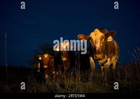 Cinque mucche si trovano in un campo di campagna di notte; Dunbar, Nebraska, Stati Uniti d'America Foto Stock