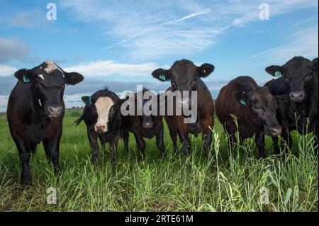 Bestiame in un pascolo; Valparaiso, Nebraska, Stati Uniti d'America Foto Stock