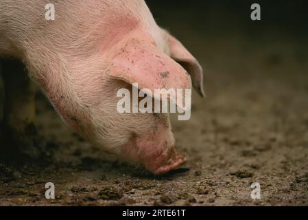 Maiale cerca cibo in una fattoria di maiali del Nebraska; Bennet, Nebraska, Stati Uniti d'America Foto Stock