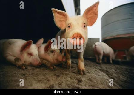 Un simpatico maiale guarda il suo muso al fotografo: Bennet, Nebraska, Stati Uniti d'America Foto Stock