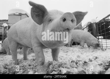 Vista ravvicinata di un giovane maiale in una penna innevata; Bennet, Nebraska, Stati Uniti d'America Foto Stock