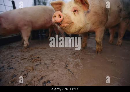 Maiale nel fango guardando la telecamera; Bennet, Nebraska, Stati Uniti d'America Foto Stock