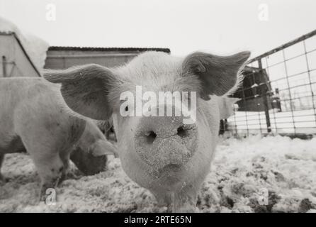 Ritratto di un giovane maiale con neve sul muso; Bennet, Nebraska, Stati Uniti d'America Foto Stock