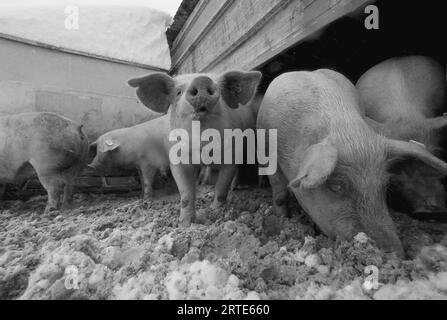 I maiali sradicano attraverso la neve nella loro penna; Bennet, Nebraska, Stati Uniti d'America Foto Stock