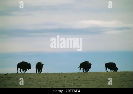 Mandria di bisonti (bisonti bisonti bisonti) pascolano sulla prateria lungo l'orizzonte; Wheatland, Wyoming, Stati Uniti d'America Foto Stock