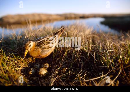 Uccello d'acqua sul nido e uova nella zona di North Slope in Alaska, USA; North Slope, Alaska, Stati Uniti d'America Foto Stock