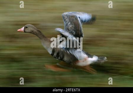 Maggiore oca bianca (Anser albifrons) in corsa; North Slope, Alaska, Stati Uniti d'America Foto Stock