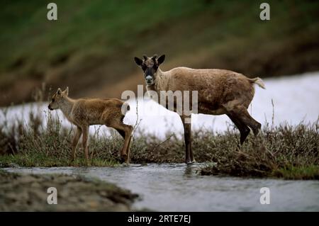 Il vitello Caribou e la sua madre (Rangifer tarandus) attraversano un fiume nella tundra; North Slope, Alaska, Stati Uniti d'America Foto Stock