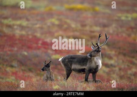 Mucca e vitello Caribou (Rangifer tarandus) nel paesaggio tundra del Parco Nazionale di Denali, Denali National Park and Preserve, Alaska, Stati Uniti Foto Stock