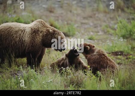 La madre orsetta grizzly (Ursus arctos horribilis) guarda mentre i suoi due cuccioli continuano a combattere; Larson Bay, Alaska, Stati Uniti d'America Foto Stock