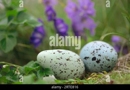 Uovo di murre a macchie spesse (Uria lomvia) annidato tra fiori selvatici viola Foto Stock