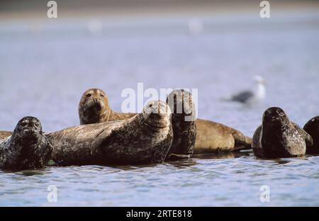 Gruppo di foche del porto (Phoca vitulina) nelle acque poco profonde al largo di Adak Island, Alaska, USA; Adak Island, Alaska, Stati Uniti d'America Foto Stock