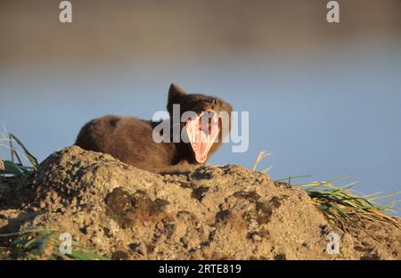 Volpe artica sbadigliante (Alopex lagopus) nel suo cappotto estivo; St. Paul Island, Pribilof Islands, Alaska, Stati Uniti d'America Foto Stock