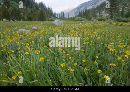 Fiori selvatici che crescono nel King Canyon National Park, California, USA; California, Stati Uniti d'America Foto Stock
