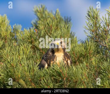 Uno Swainson's Hawk è comodamente annidato tra i boughs di pini, Wyoming, USA Foto Stock