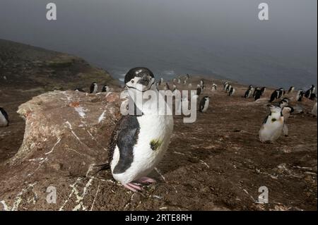 Pinguini Chinstrap (Pygoscelis antarcticus) sull'isola Deception; isola Deception, Antartide Foto Stock