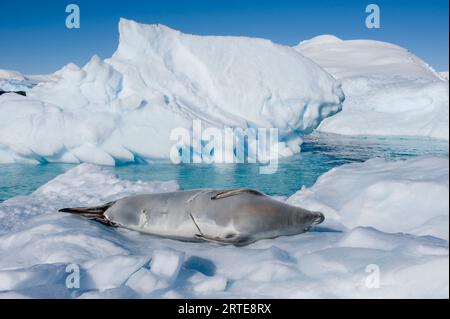 Foca crabeater (Lobodon carcinophagus) che riposa sul ghiaccio nella penisola antartica; nella penisola antartica, in Antartide Foto Stock