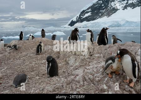 Colonia di pinguini di Gentoo (Pygoscelis papua) a Port Lockroy nella penisola antartica; Penisola antartica, Antartide Foto Stock