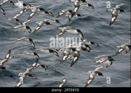 Promontorio o pintado (Daption capensis) nell'Oceano australe; Penisola Antartica, Antartide Foto Stock