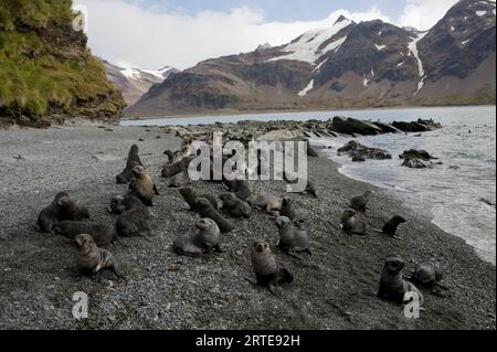 Foche da pelliccia meridionali (Arctocephalus gazella) sull'isola della Georgia del Sud; isola della Georgia del Sud Foto Stock