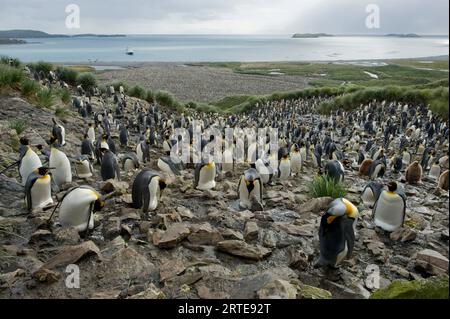 Salisbury Plain dell'isola della Georgia del Sud, dove si stima che 100.000 pinguini reali (Aptenodytes patagonicus) vadano a nidificare ogni anno; South Georgia Island Foto Stock