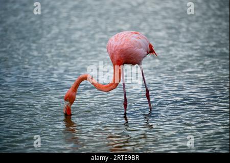 il fenicottero americano (Phoenicopterus ruber) si allontana nell'acqua nel Parco Nazionale delle Isole Galapagos; nelle Isole Galapagos, Ecuador Foto Stock