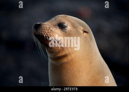 Leone marino delle Galapagos in via di estinzione (Zalophus wollebaeki) sull'isola Fernandina nel Parco Nazionale delle Galapagos Foto Stock