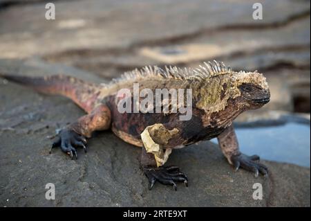 Iguana marina (Amblyrhynchus Cristatus) che eroga la sua pelle su una roccia sull'isola di Santiago nel Parco Nazionale delle Galapagos Foto Stock