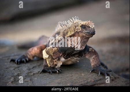 Iguana marina (Amblyrhynchus Cristatus) che eroga la sua pelle su una roccia sull'isola di Santiago nel Parco Nazionale delle Galapagos Foto Stock