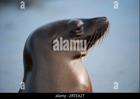 Testa del leone marino delle Galapagos in via di estinzione (Zalophus wollebaeki) nel Parco Nazionale delle Galapagos; Isola di Santiago, Isole Galapagos, Ecuador Foto Stock