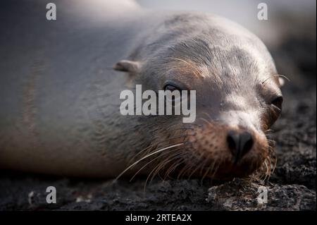 Il leone marino delle Galapagos in via di estinzione (Zalophus wollebaeki) riposa sulla roccia nel Parco Nazionale delle Galapagos; Isola di Santiago, Isole Galapagos, Ecuador Foto Stock