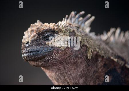 Primo piano della testa di un'iguana marina (Amblyrhynchus Cristatus) nel Parco Nazionale delle Isole Galapagos; Isola di Santiago, Isole Galapagos, Ecuador Foto Stock