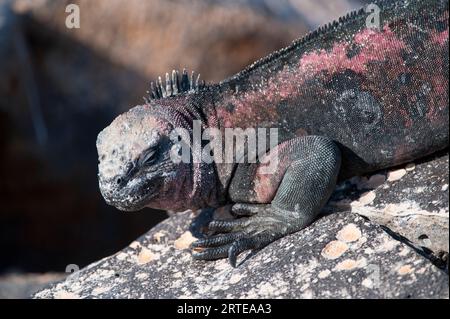 Iguana marina Espanola (Amblyrhynchus cristatus venustissimus) arroccata su una roccia nel Parco Nazionale delle Isole Galapagos Foto Stock