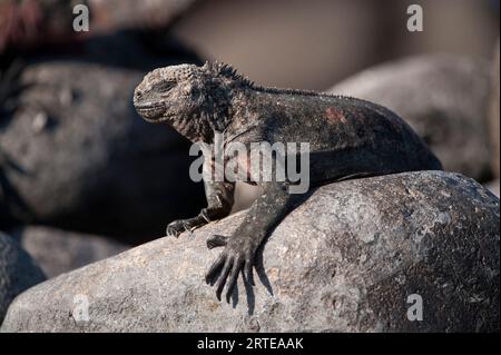 Iguana marina Espanola (Amblyrhynchus cristatus venustissimus) arroccata su una roccia nel Parco Nazionale delle Isole Galapagos Foto Stock