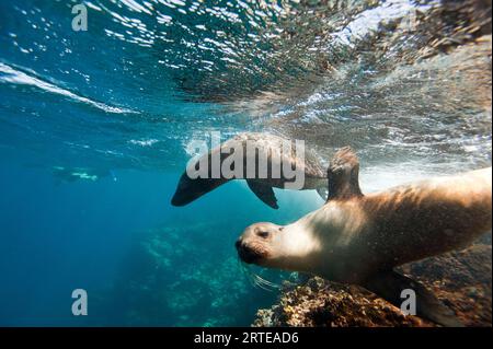 I leoni marini delle Galapagos a rischio di estinzione (Zalophus wollebaeki) nuotano sott'acqua nell'oceano Pacifico, vicino all'isola Floreana nel Parco Nazionale delle Galapagos Foto Stock