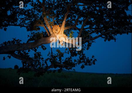 Il leone africano (Panthera leo) sale su un albero per dormire di notte, con una luce che illumina il leone riposante, il Queen Elizabeth National Park; Uganda Foto Stock